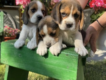 Catei Beagle 3 fetite