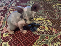 Pui de sfinx/sphinx